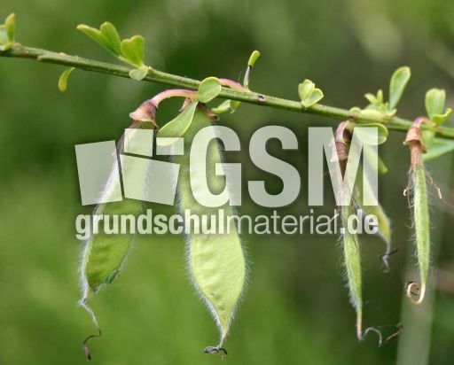 Ginster-Fruechte.jpg